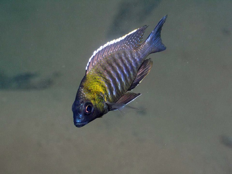 Lethrinops sp. 'micrentodon makokola' Makokola Reef